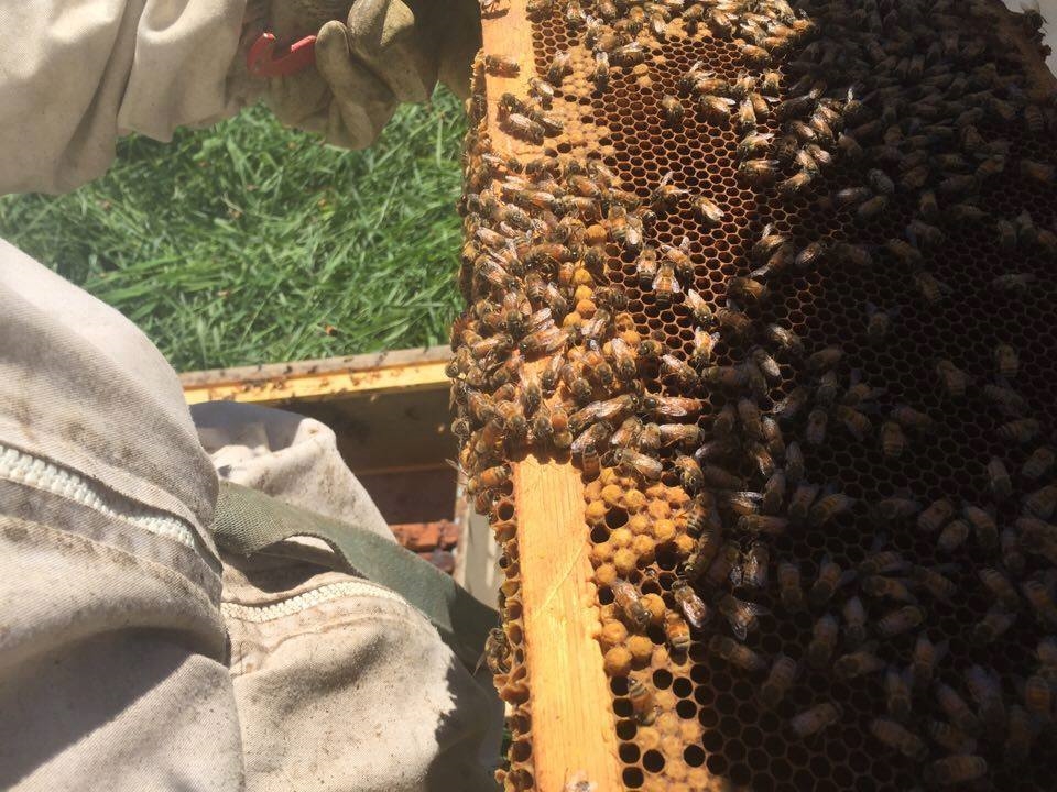 Photo: Facebook Miel des Ruisseaux Économusée de l'apiculteur