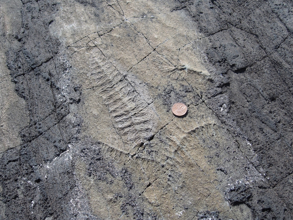 Photo: Fossile, Alicejmichel - commons.wikimedia.org