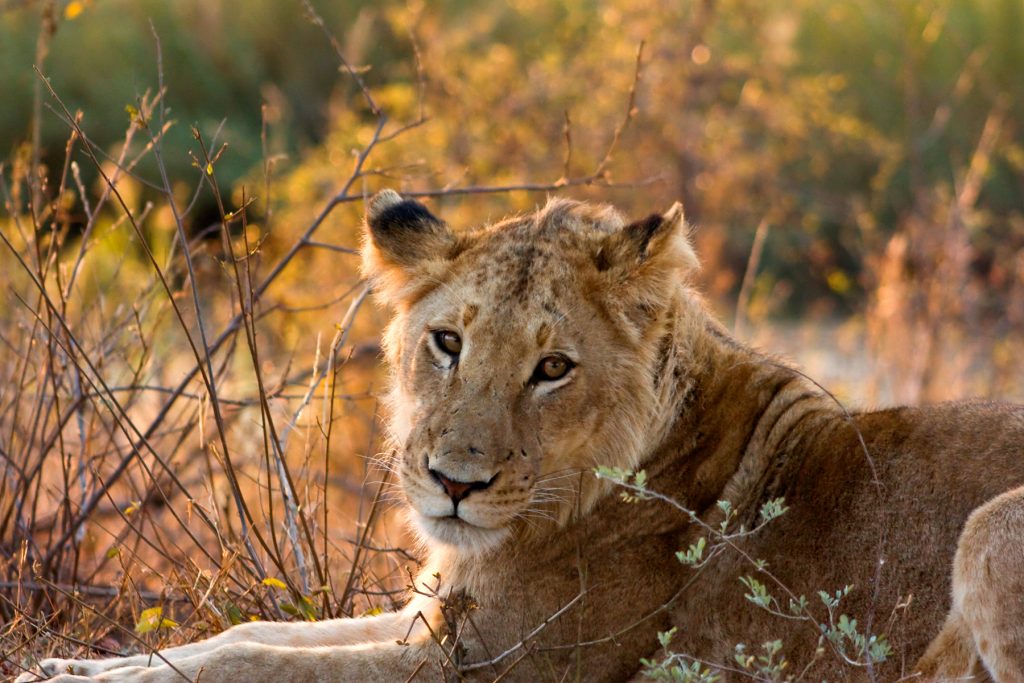 Lionne au parc Kruger. Photo: freestock.ca