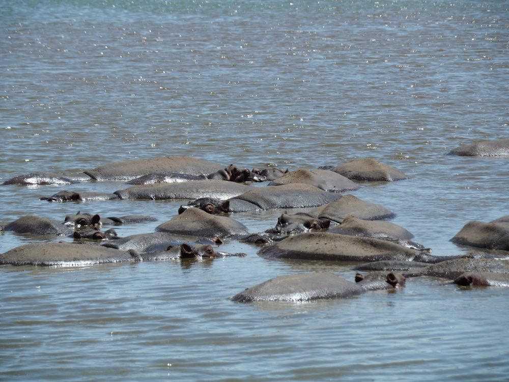 Bassin d'hippopotames. Photo: Marie-Julie Gagnon