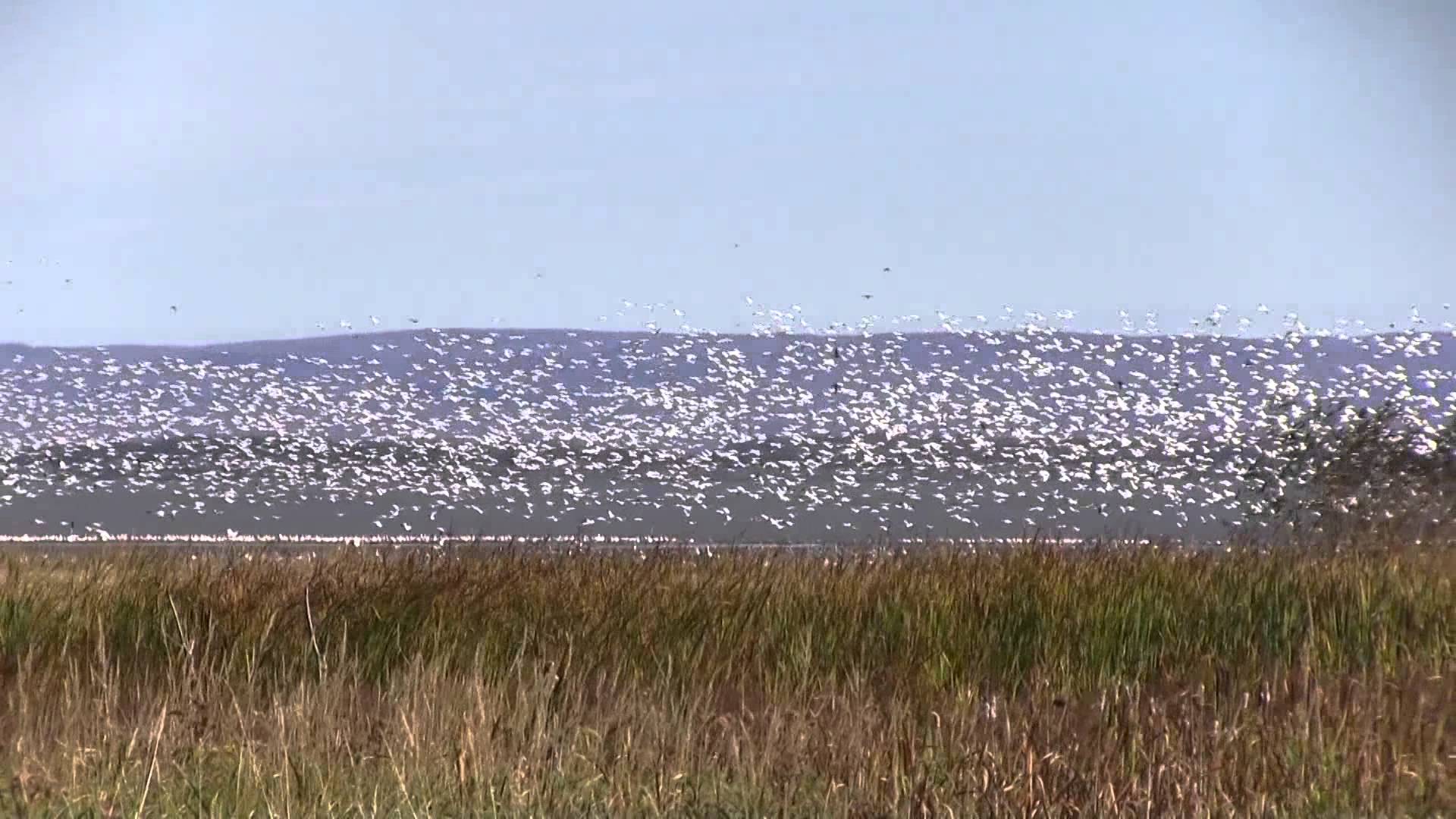 Envolée d'oies blanches au Cap tourmente. Photo: YouTube