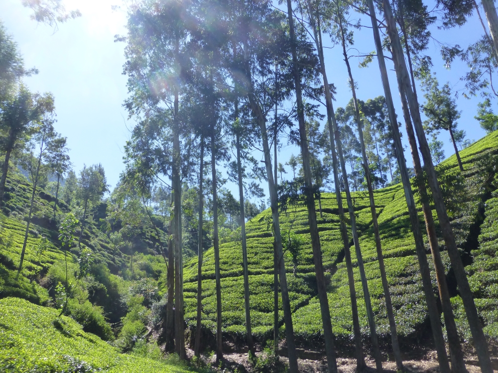 Le Ski Lanka est un mélange de superbes paysages de plantations de thé, de plages et de parcs nationaux. Photo: espritdaventure.me