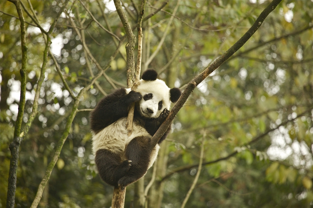 Bifengxia Panda Base, Sichuan, Chine. Photo: Martha de Jong-Lantink, Flickr