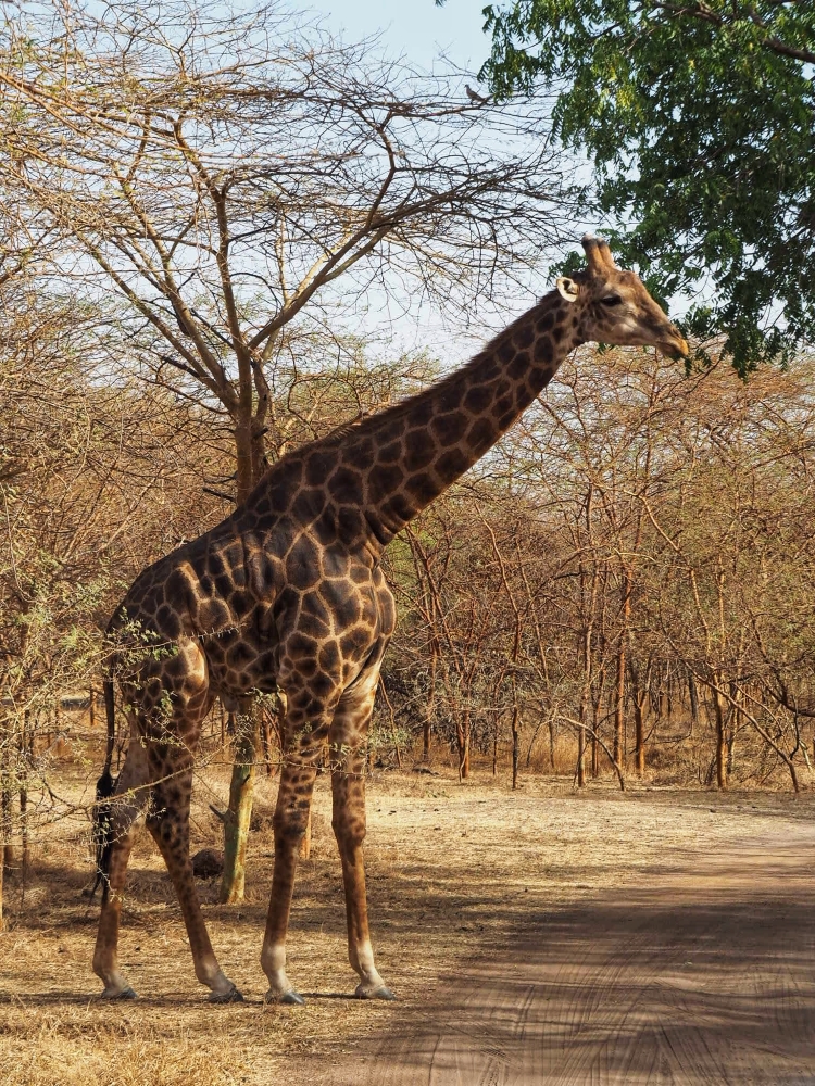 Une girafe de la Réserve de Bandia. Photo: Marie-Julie Gagnon