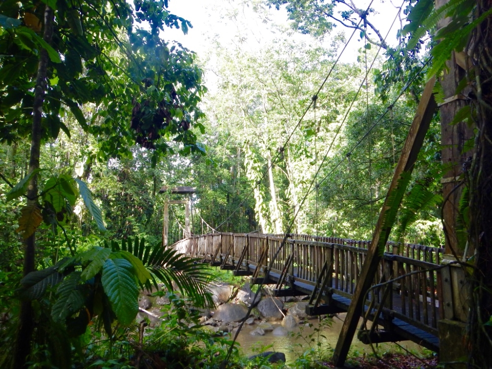 Pont suspendu dans la forêt pluviale, près de la Maison de la forêt, sur l'île de Basse-Terre. Photo: Anne Pélouas
