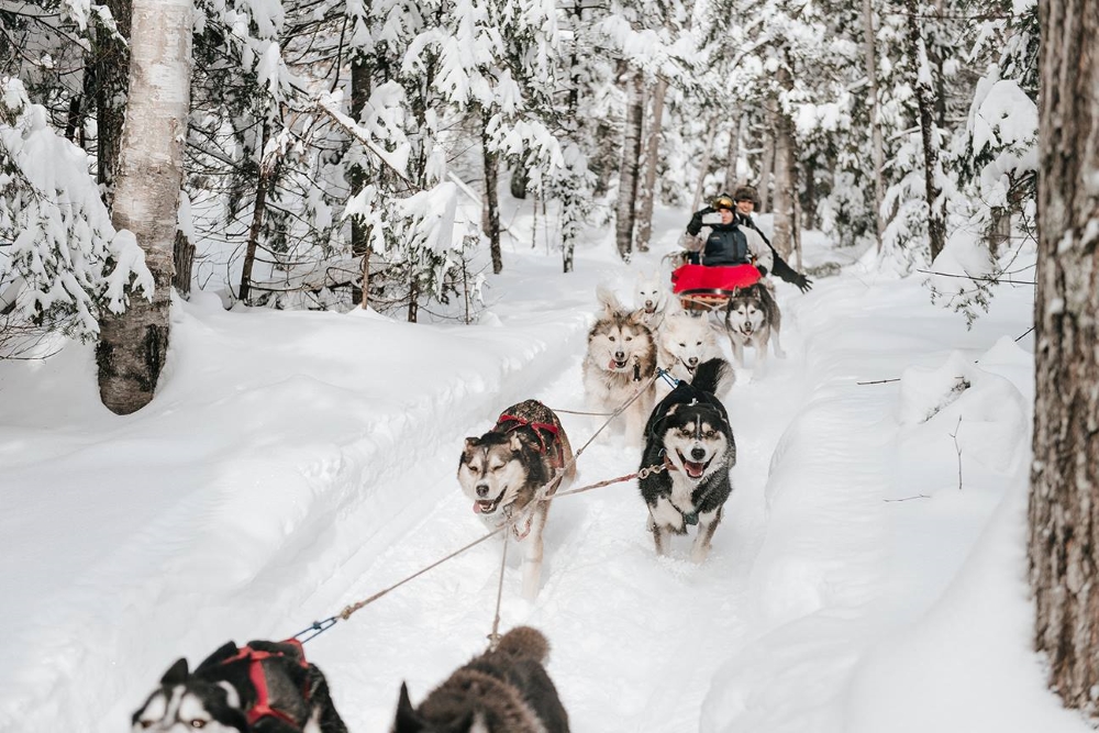 Essayez le traîneau chiens avant la fin de l'hiver! Photo: Facebook Kinadapt
