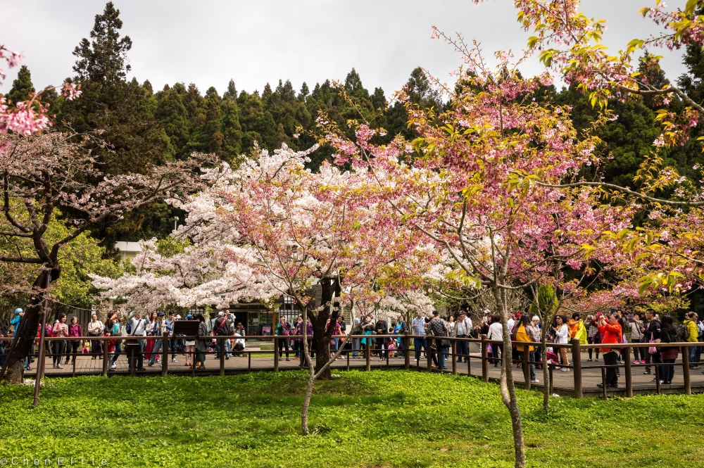 À Taiwan, des cerisiers en fleurs et... des touristes!  Photo: Flickr