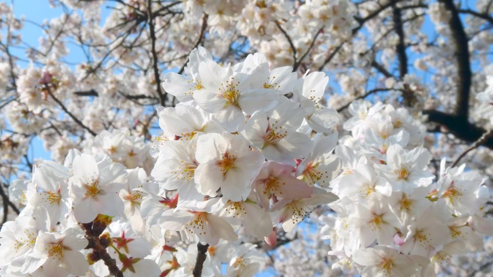 Sakura en fleurs à Yanaka, Japon. Photo: DozoDomo, Flickr
