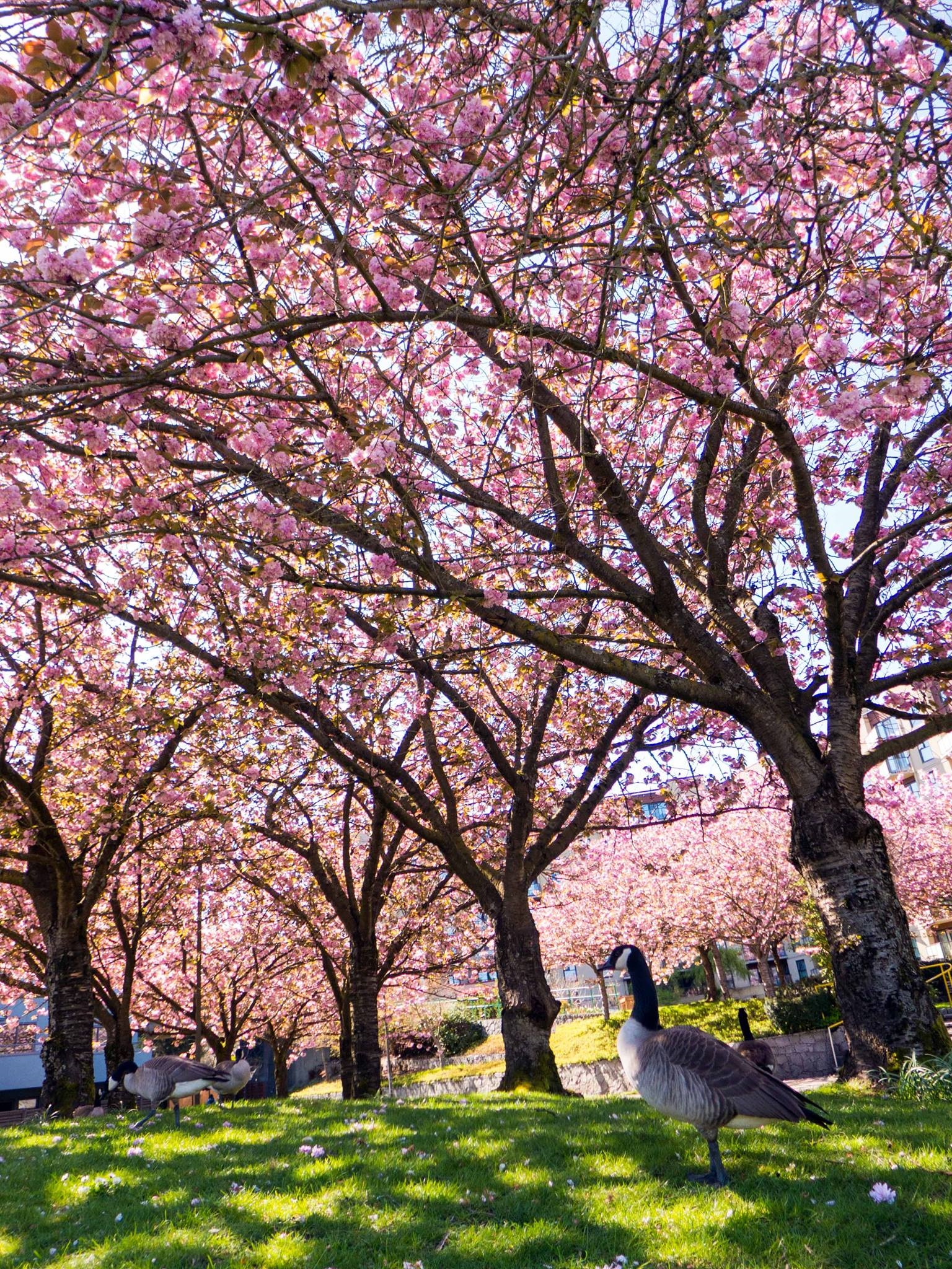 Au Canada, le Vancouver Cherry Blossom Festival bat son plein du 3 au 29 avril. Photo: Facebook Vancouver Cherry Blossom Festival