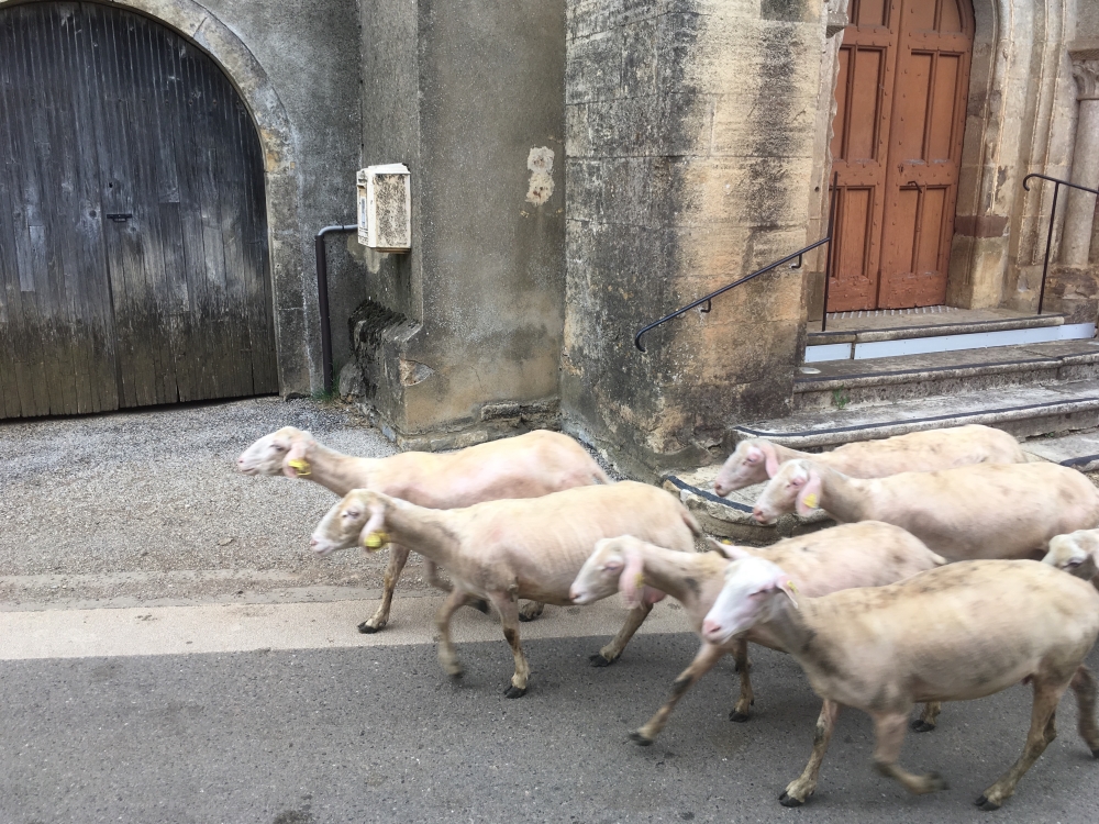 Un embouteillage... de moutons! Photo: Marie-Julie Gagnon