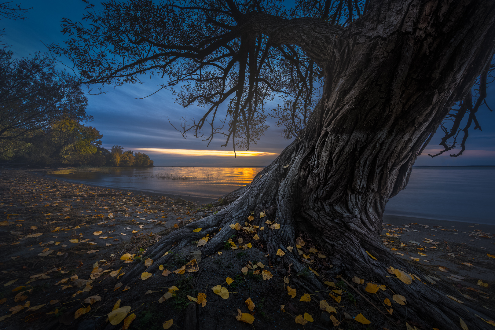 "L'arbre est dans ses feuilles" Yves Kéroack Club photo Impression 1er prix thème: Nature