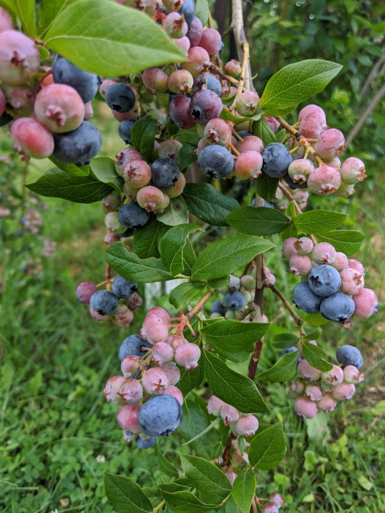 Le bleuet: le petit fruit sauvage du Canada aux grandes vertus