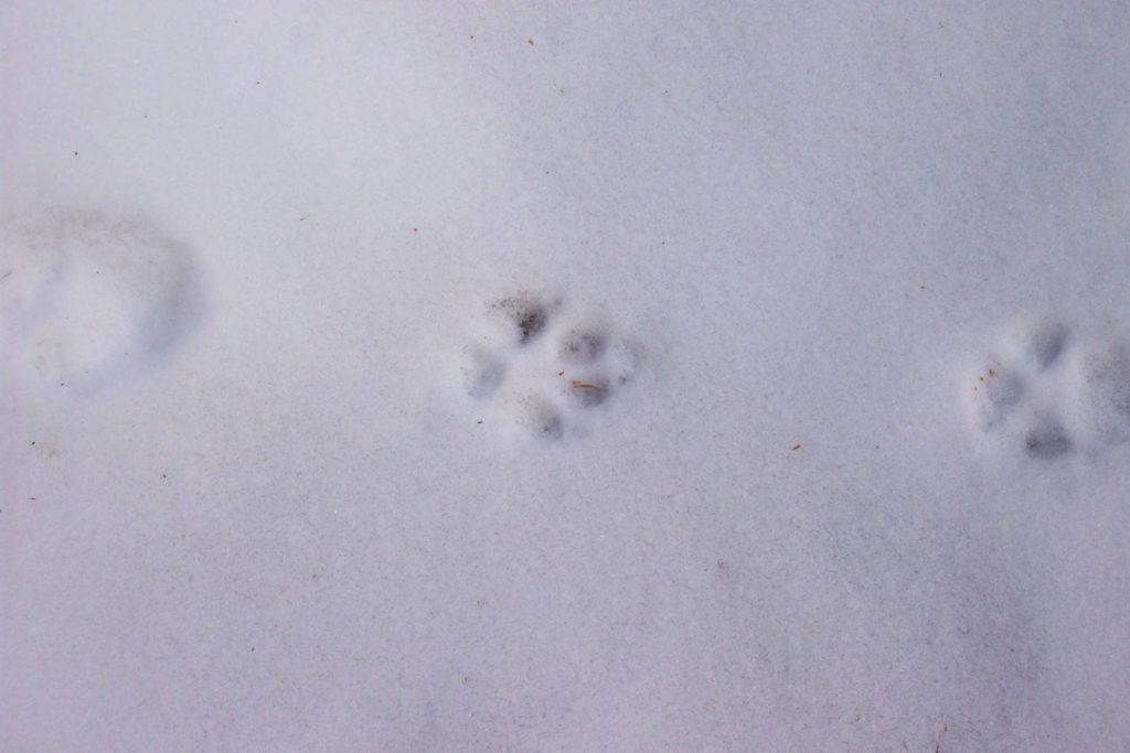 sentier d'empreintes de lapin ou de lièvre. empreintes de pattes de lapin  sur la neige.