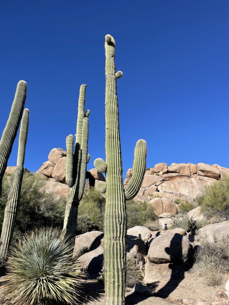 Déco : le cactus, cette plante qui pique et que tout le monde adore - La  DH/Les Sports+