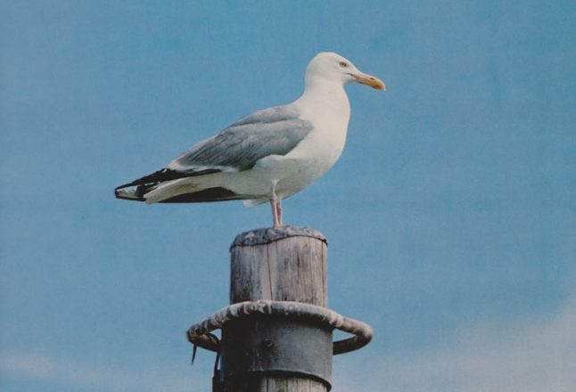 Le Canada d’un océan à l’autre en 25 affiches rétro