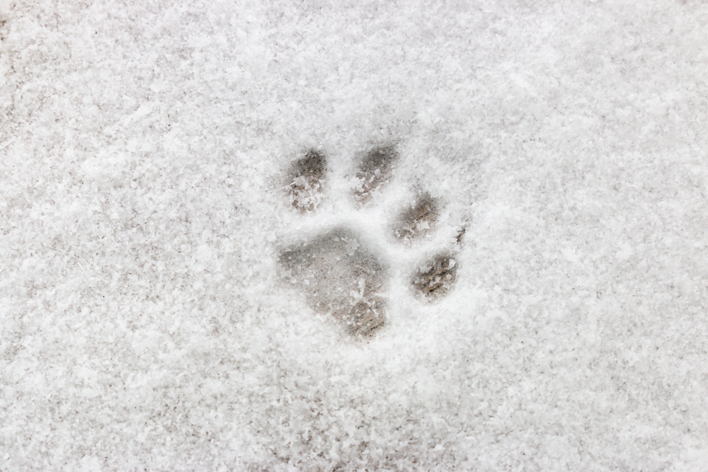 Sur la piste des traces d'animaux dans la neige 