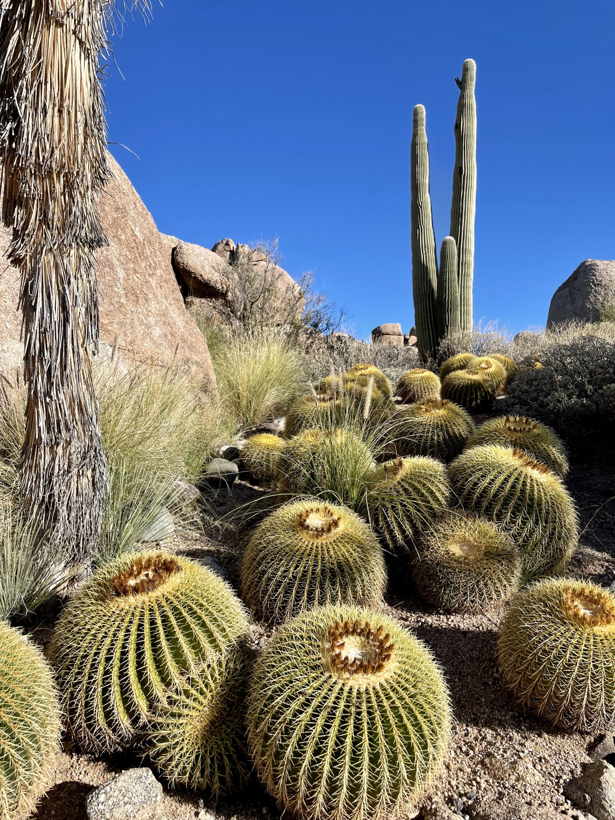 10 choses que vous ne savez (peut-être) pas sur les cactus de l'Arizona 