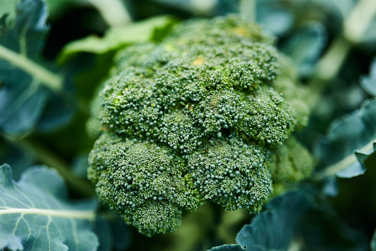 Tout ce que vous devez savoir sur le brocoli - Sobeys Inc.