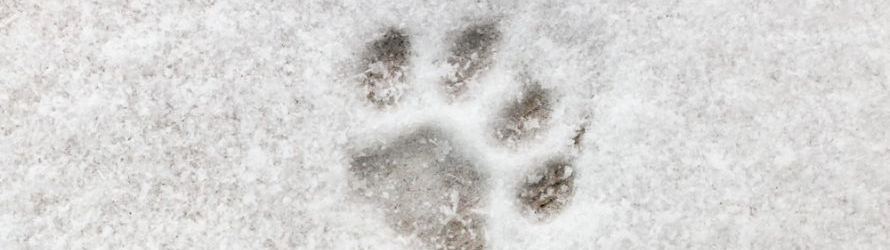 Sur la piste des traces d’animaux dans la neige